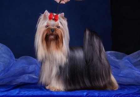  LARANTA EMMANUELLE &mdash; Labaza DogPedigree YorkshireTerrier